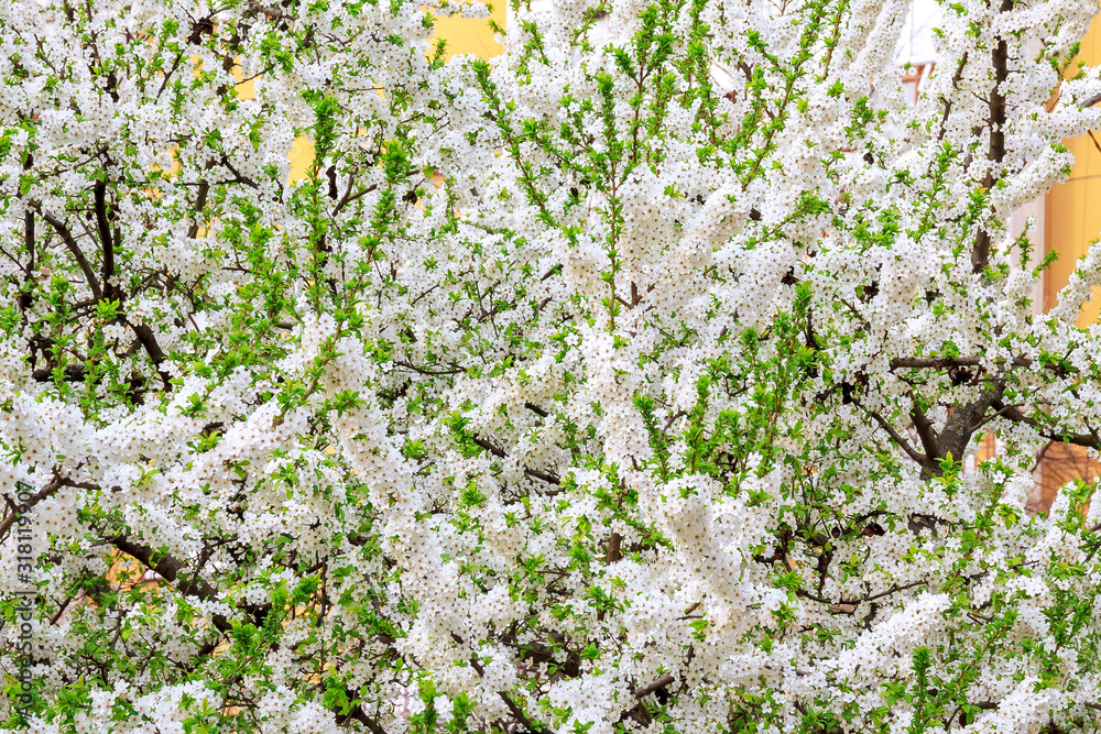 Tree blooming with white flowers in spring day.