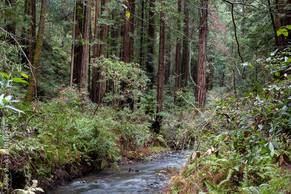 Landscape at Muir Woods National Monument featuring a creek, coniferous trees and ferns Landscape at Muir Woods National Monument featuring a creek, coniferous trees and ferns