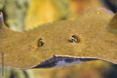 River Stingray