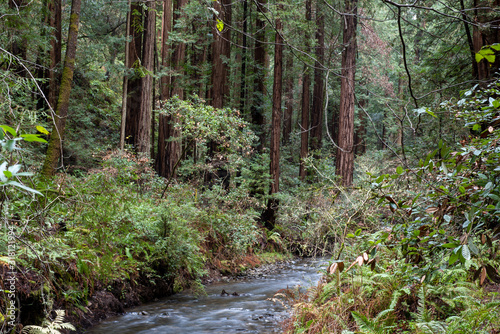 Landscape at Muir Woods National Monument featuring a creek, coniferous trees and ferns © AlessandraRC