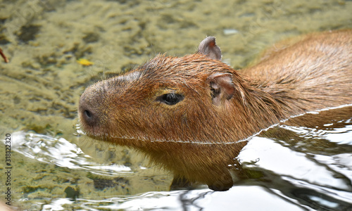 Capybara