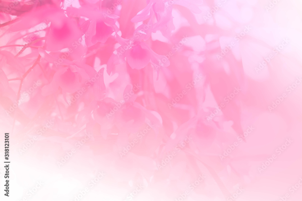 pink orchid flower blooming background