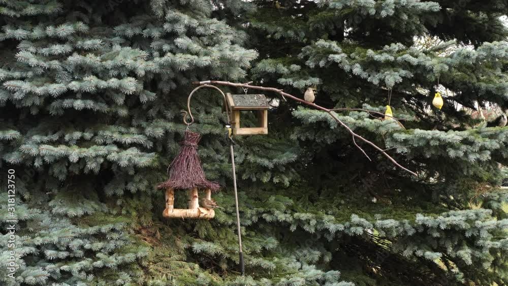 Birds male and female European Greenfinches and House Sparrow eating seed thistle in the trees