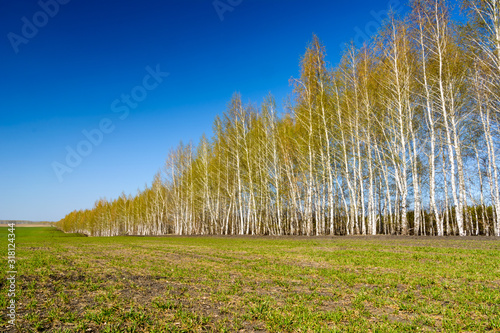 Equal landing birches. Birches with young green leaves on a spring sunny day. Spring landscape.