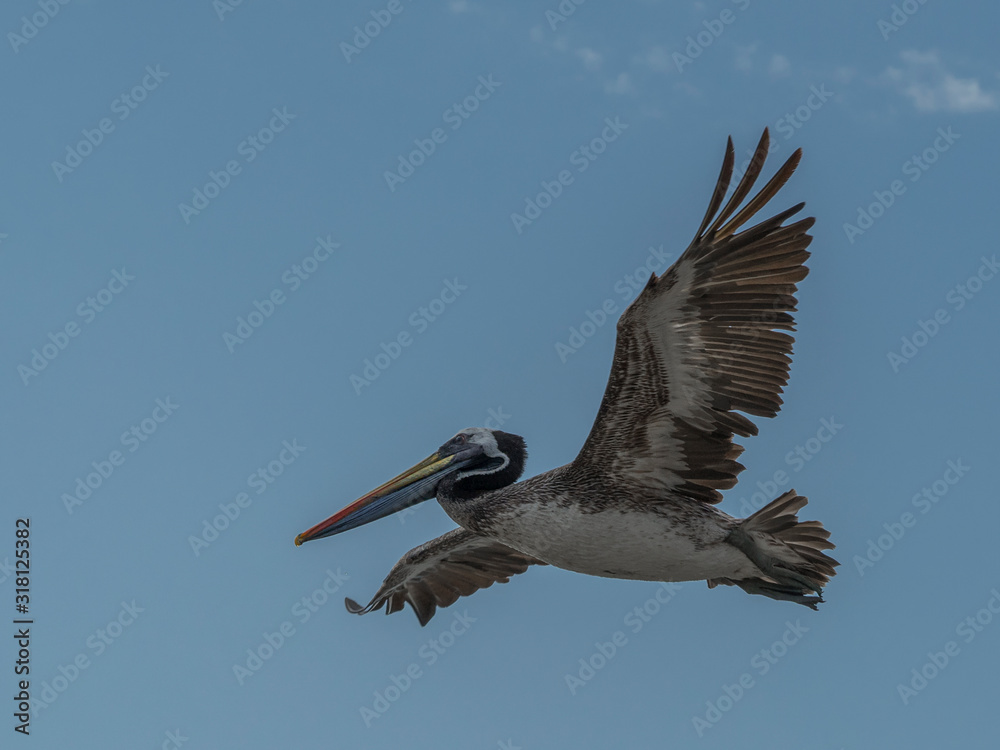 Obraz premium A photograph of a pelican in flight