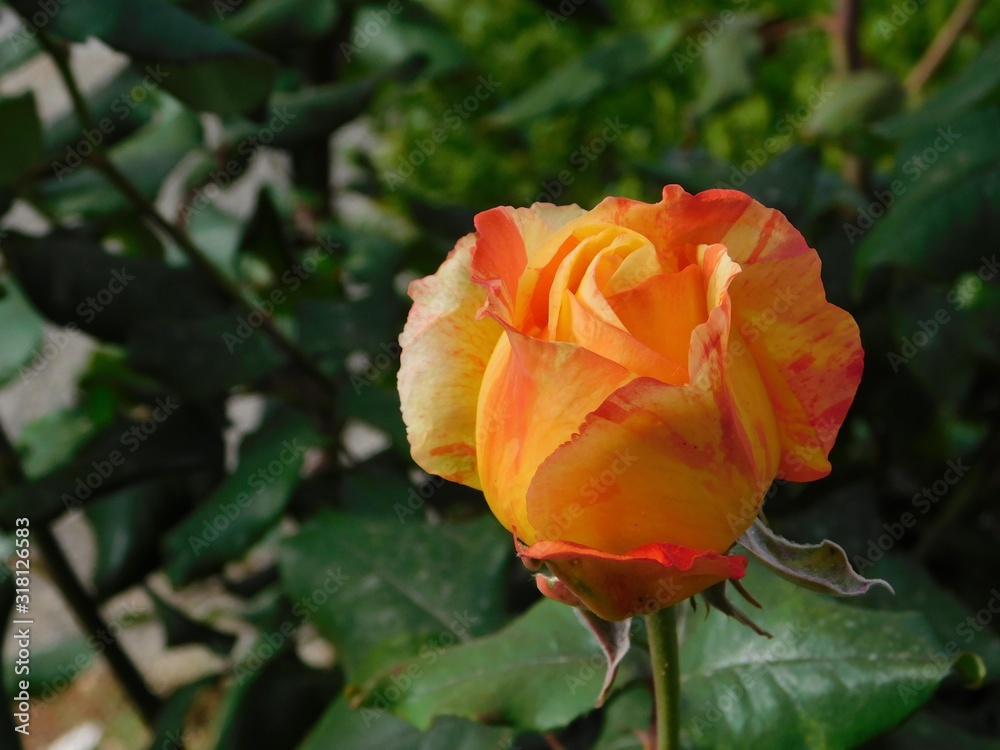 A beautiful yellow and orange rose, or rosa A beautiful yellow and orange rose, or rosa