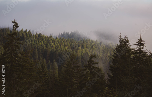 misty foggy dreamy pacific coastal forest 