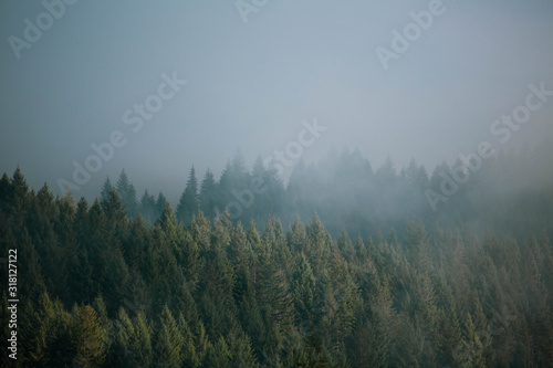 misty foggy morning view of pacific northwest forest along coastline