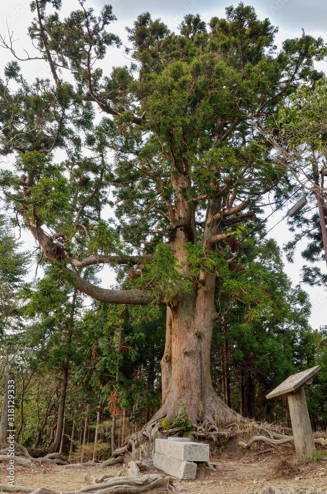 京都一周トレイル　玉体杉