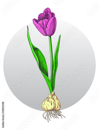 Drawing with a tulip on a circle background