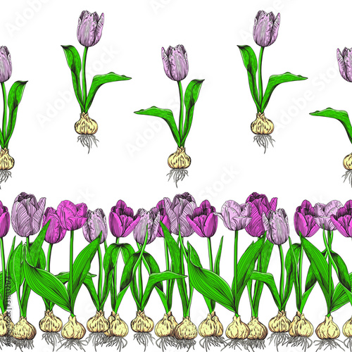 Pink and lilac tulips in canvas and separately