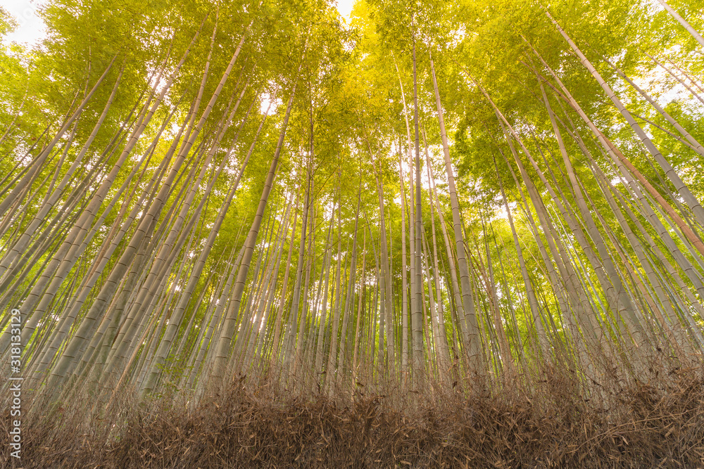 Fototapeta premium Bottom view Bamboo jungle, natural landscape background