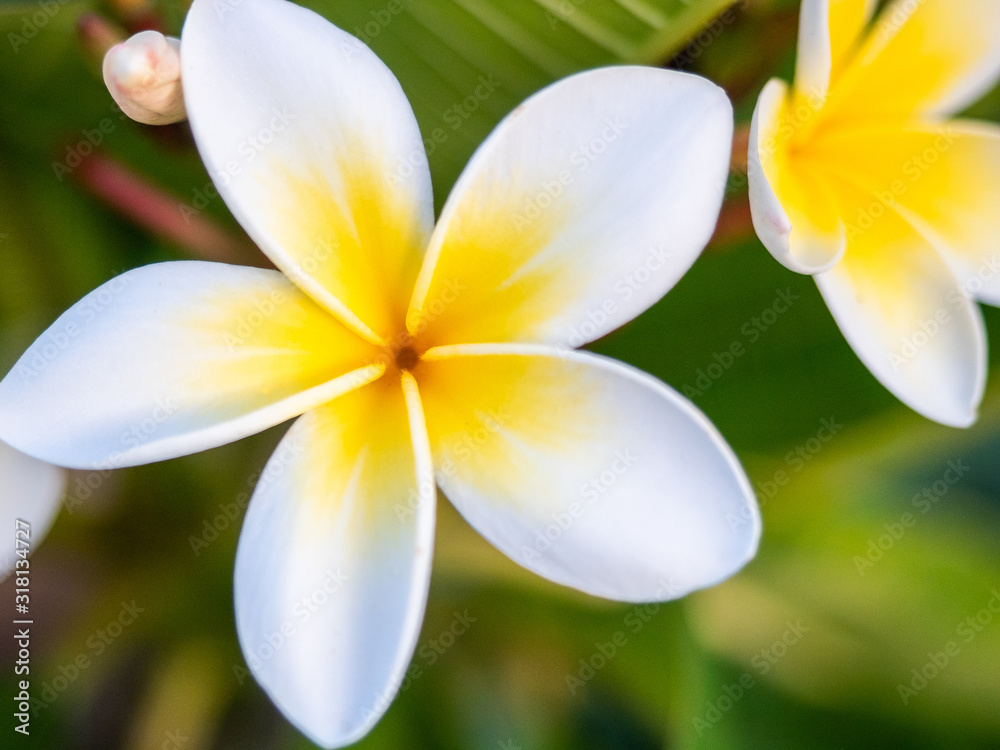 Naklejka premium A beautiful white and yellow frangipanni flower close up in Adelaide South Australia on 21st January 2020