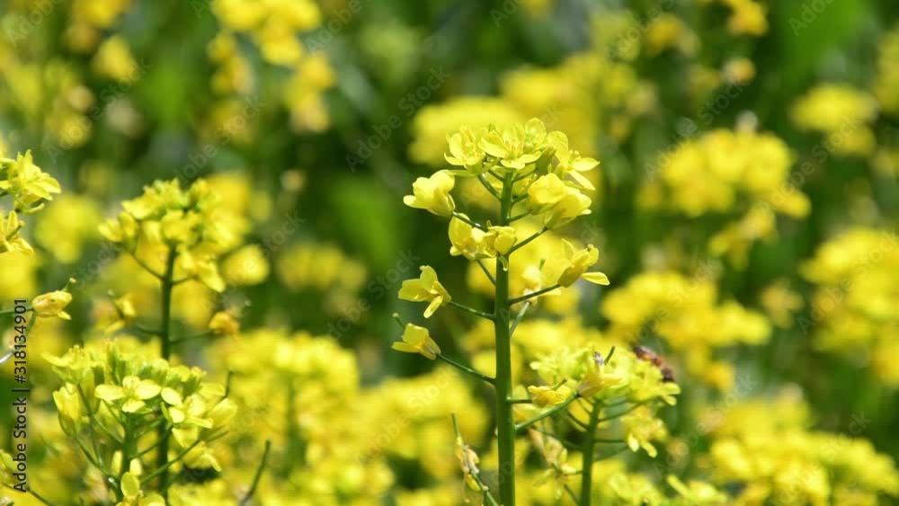 Yellow rape blossoms swaying in the wind Yellow rape blossoms swaying in the wind