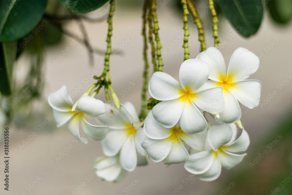 Beautiful plumeria flowers Beautiful plumeria flowers