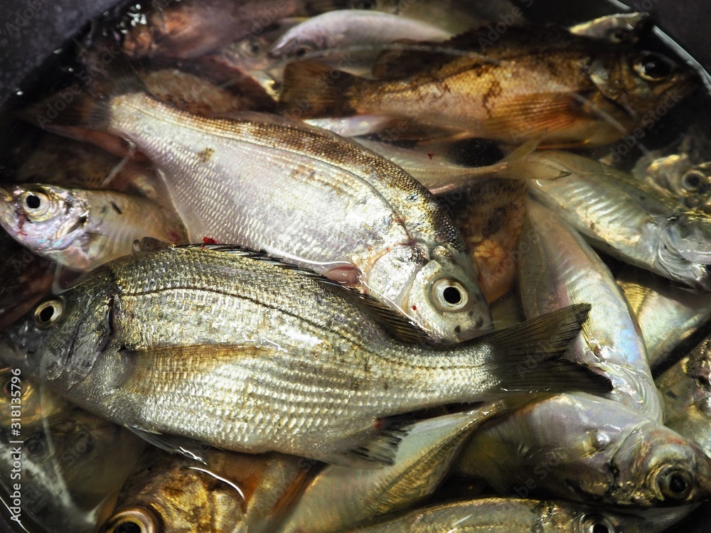 たくさんの生魚