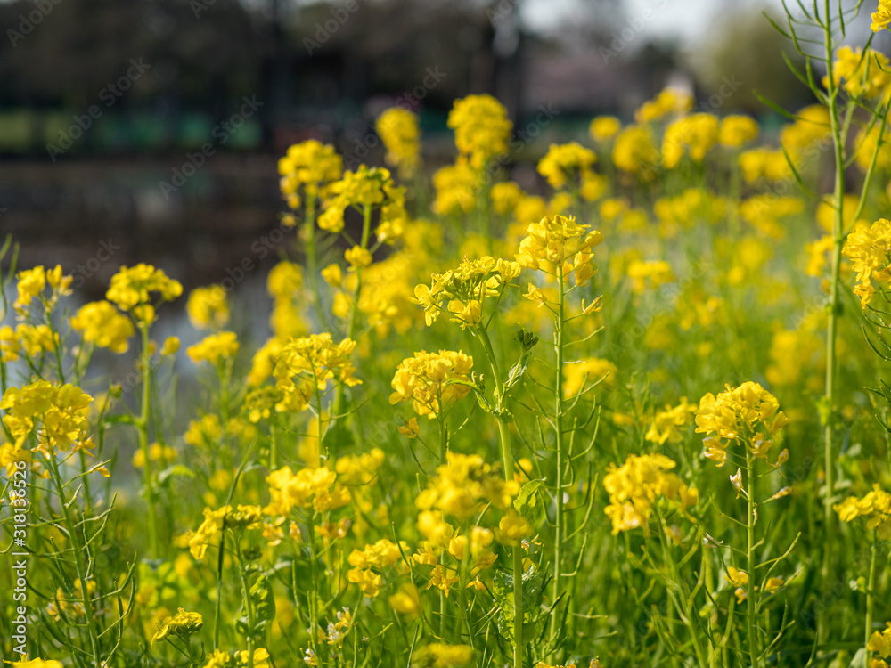 公園に咲く黄色い菜の花の群生。 公園に咲く黄色い菜の花の群生。