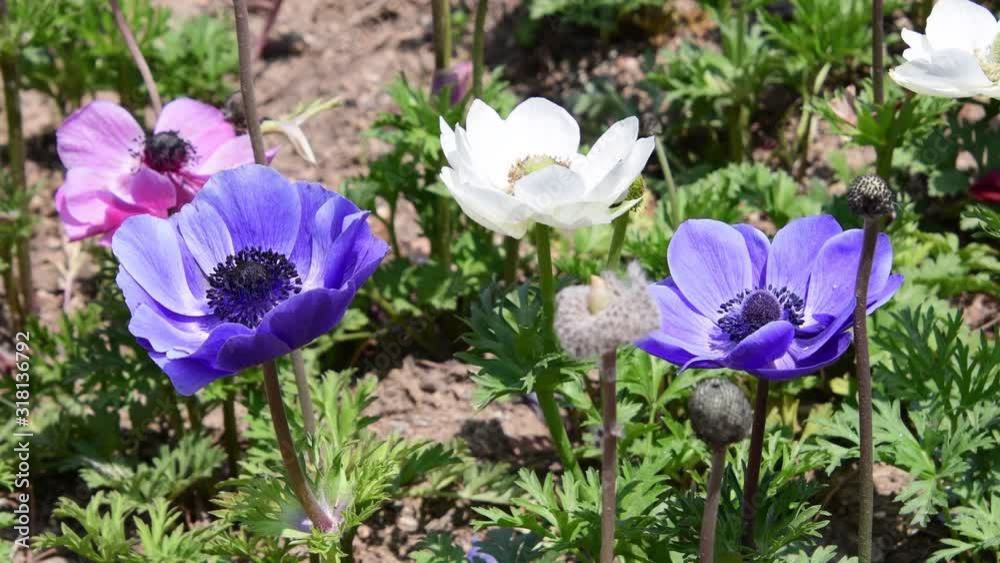 Beautifully Blooming Anemone Flowers Beautifully Blooming Anemone Flowers