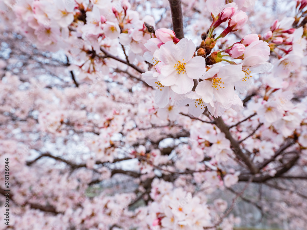 満開の桜の花 満開の桜の花