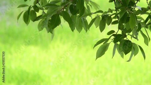 Green in spring and leaves swaying in the wind