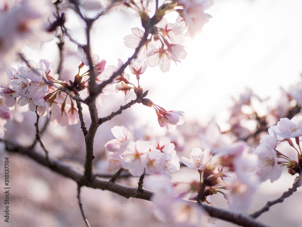 満開の桜の花と枝。花に寄って撮影。
