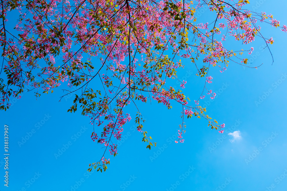 The blue sky with the queen tiger flower in Thailand.Himalayan wild cherries (Prunus cerasoides) (Sakura in Thailand) are plants that bloom in the genus Prunus.