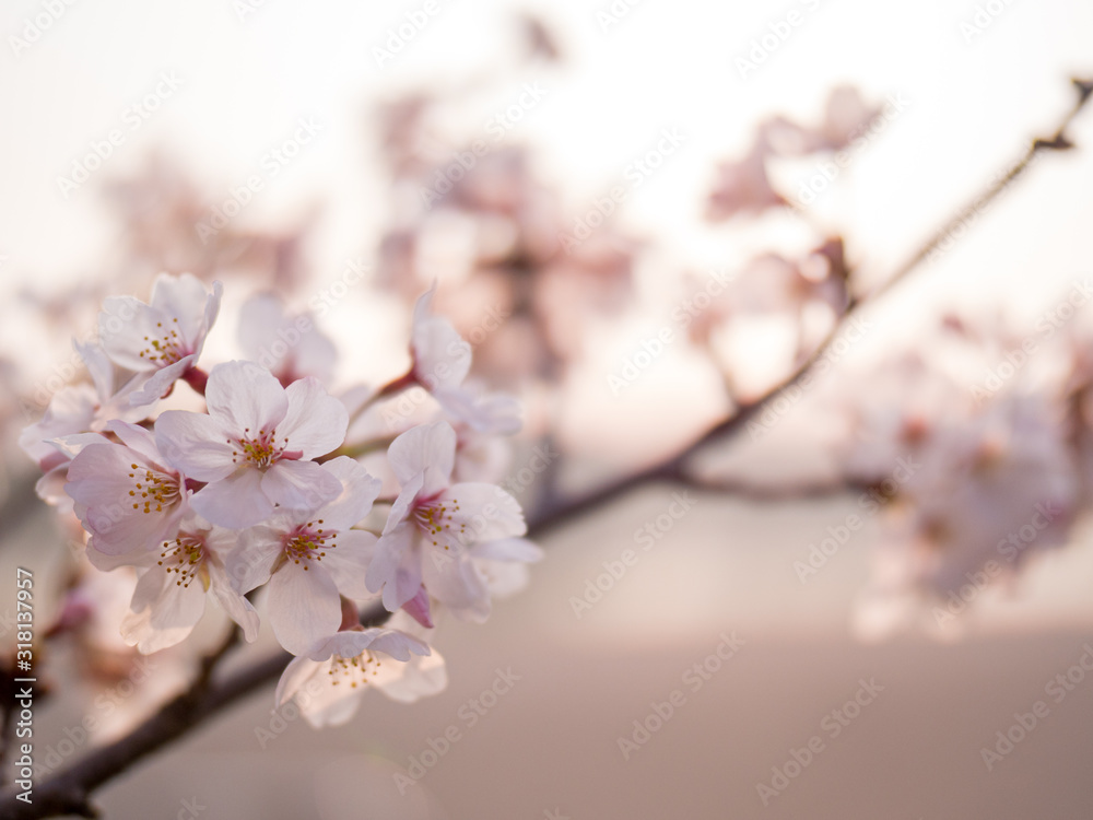 満開の桜の花と枝。花に寄って撮影。