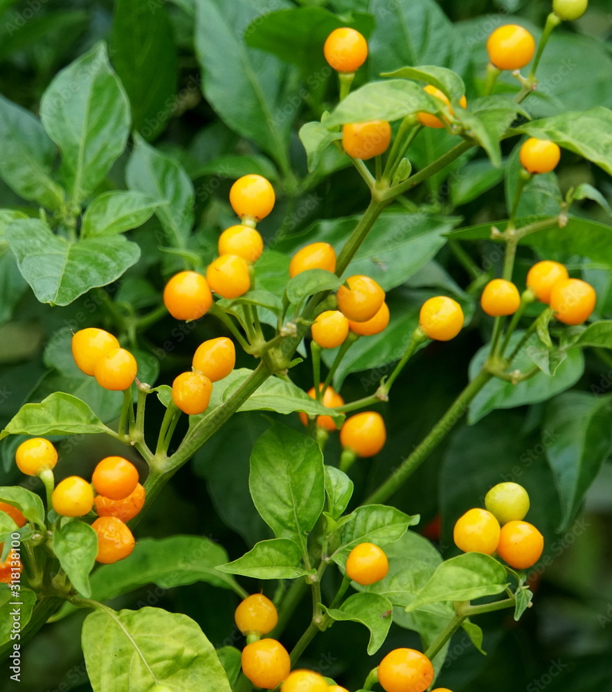 Cluster of Aji Charapita fresh tiny yellow peppers