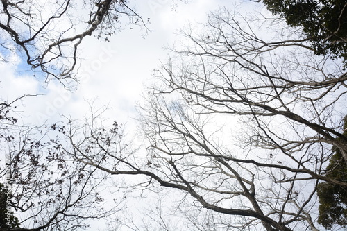 Nature background material / Tree silhouette in winter forest.