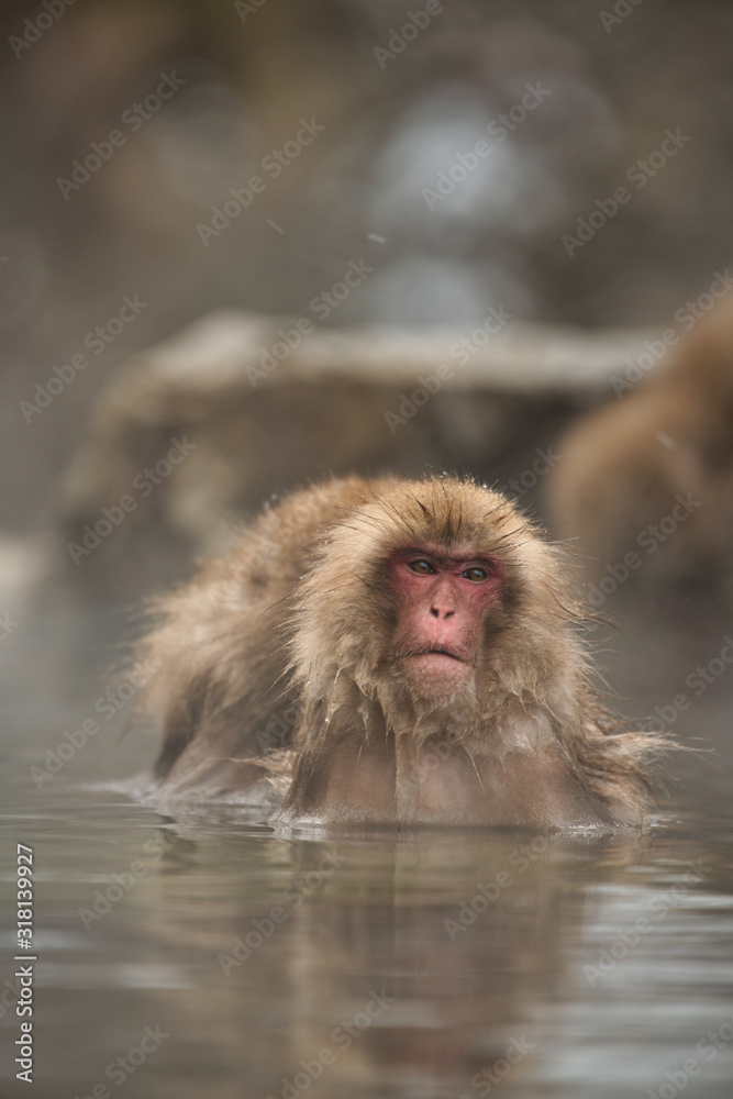 Naklejka premium 温泉つかる日本猿