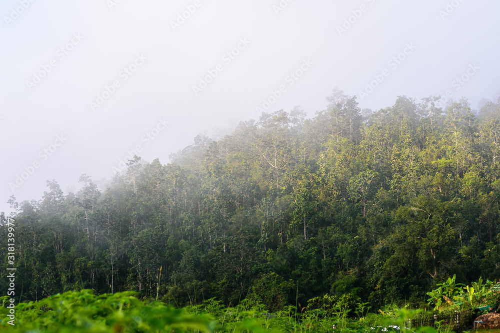 fog on the moutain tropical forest