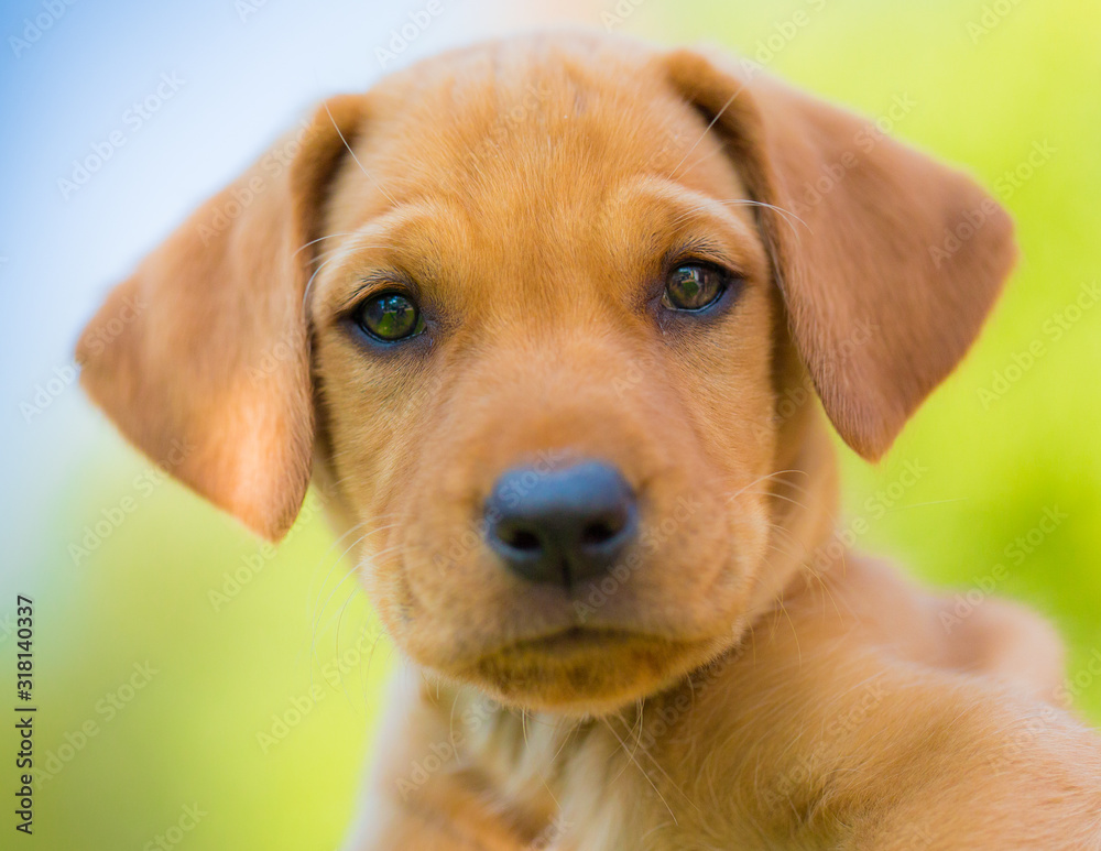 Yellow and black lab mix outlet