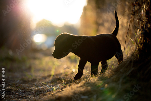 Small black labrador vizsla mix puppy silhouetted by evening sun in autumn fall photo