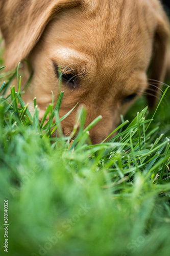 Yellow labrador vizsla mix puppy sniffs and searches in healthy grass lawn