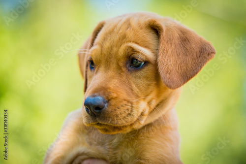 Close 3/4 portrait of wrinkly yellow labrador puppy in front of green tree leaves