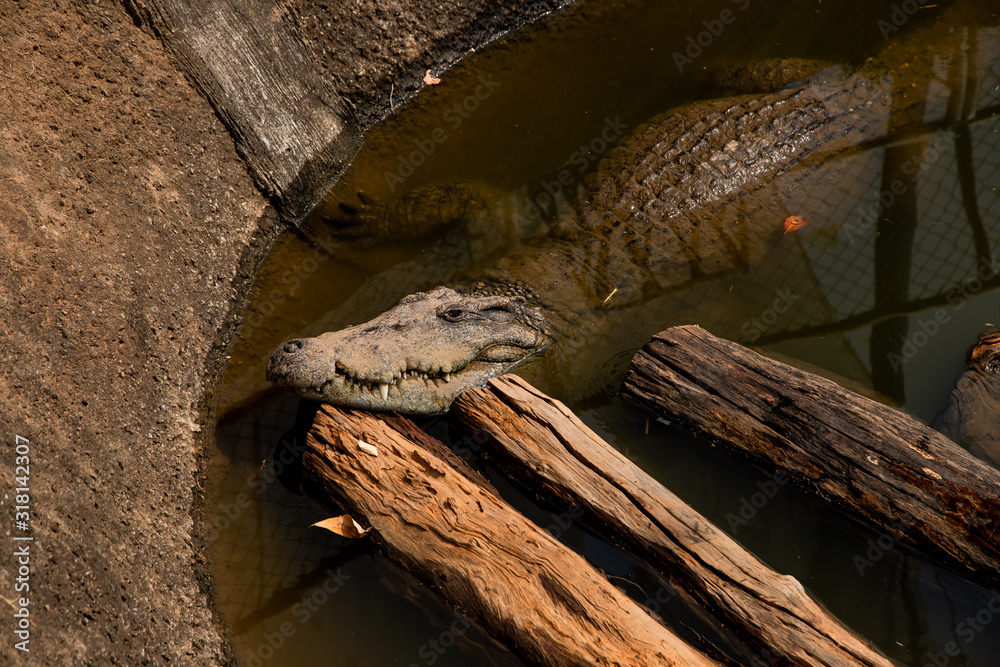 Fototapeta premium Crocodiles bask in the sun. Crocodiles in the pond, Farm in Thailand.