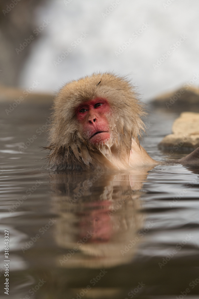 Naklejka premium 温泉つかる日本猿