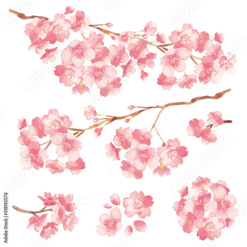 Fototapet 桜の木の枝 水彩イラスト- Watercolor cherry blossoms