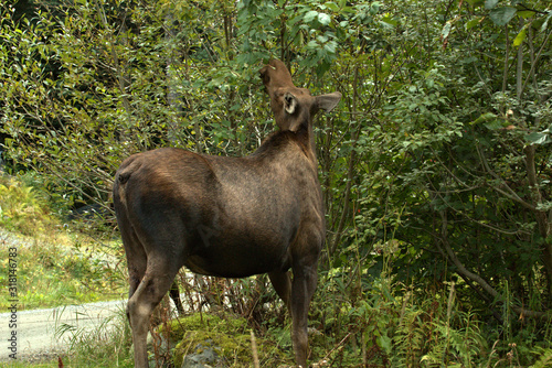 Alaska Moose Family