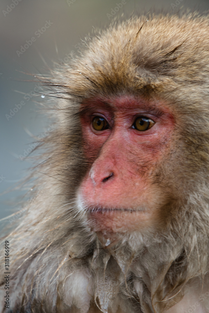 Fototapeta premium 温泉つかる日本猿