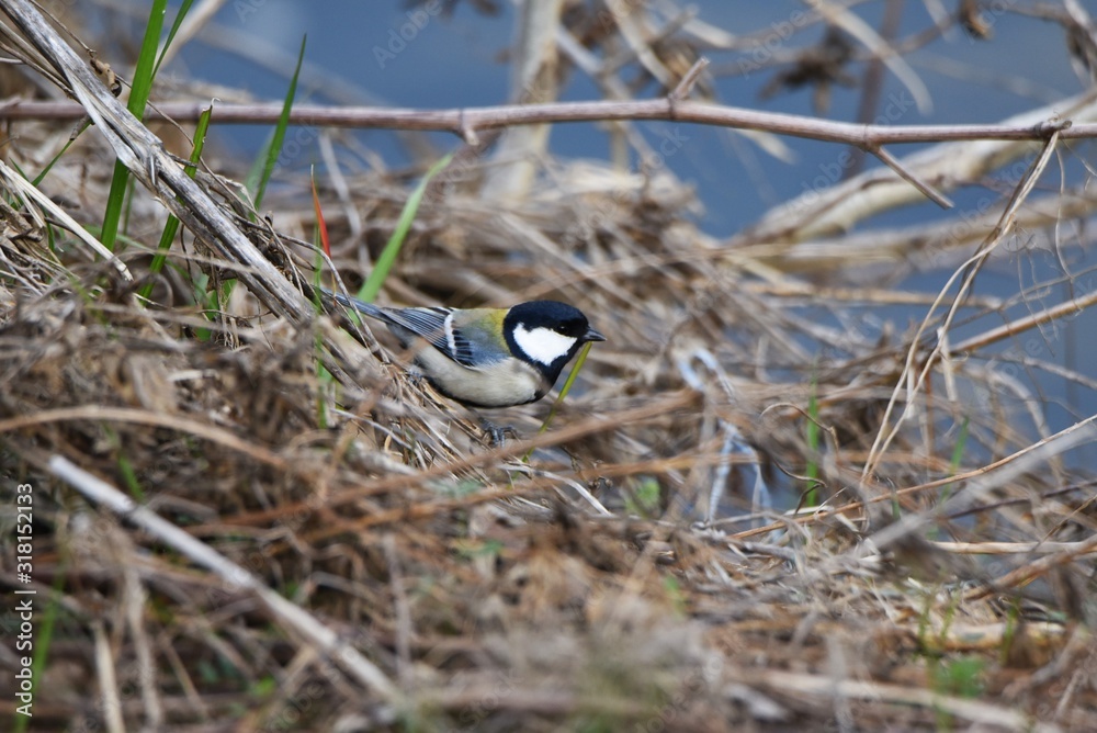 Japanese Tit Lives In Low Elevation Forests And Marshes And Eats Fruits japanese-tit-lives-in-low-elevation-forests-and-marshes-and-eats-fruits
