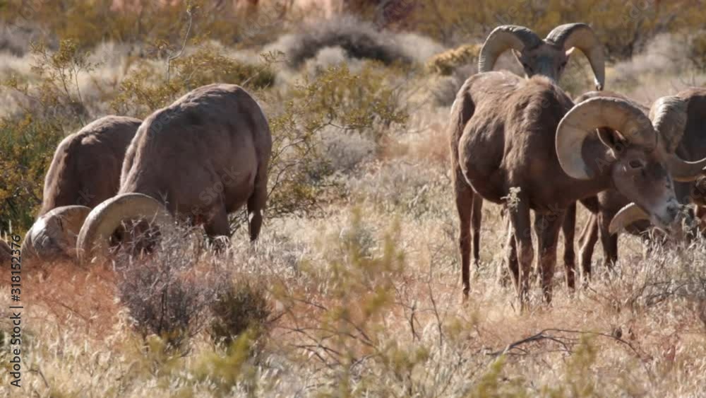 A group of desert big horned rams grazes together on winter browned grass before moving off to the right. A group of desert big horned rams grazes together on winter browned grass before moving off to the right.
