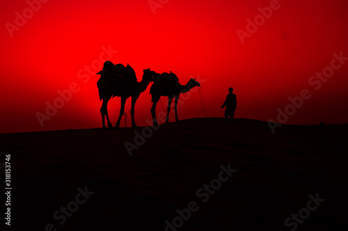 Camel evening Time in thar desert 