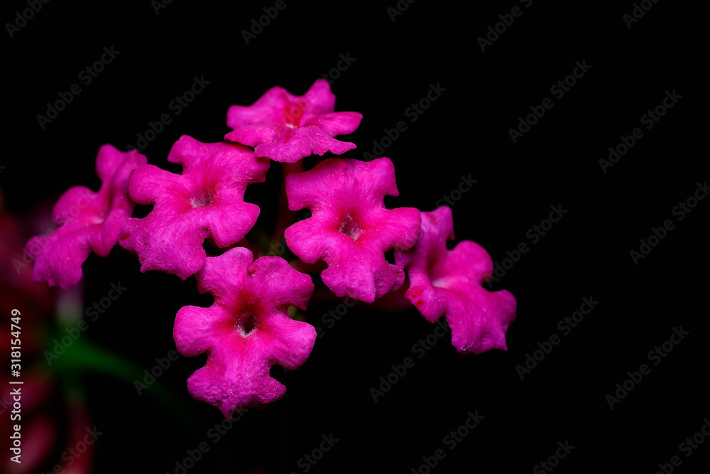 Obraz premium Lantana camara flower