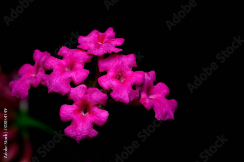 Lantana camara flower