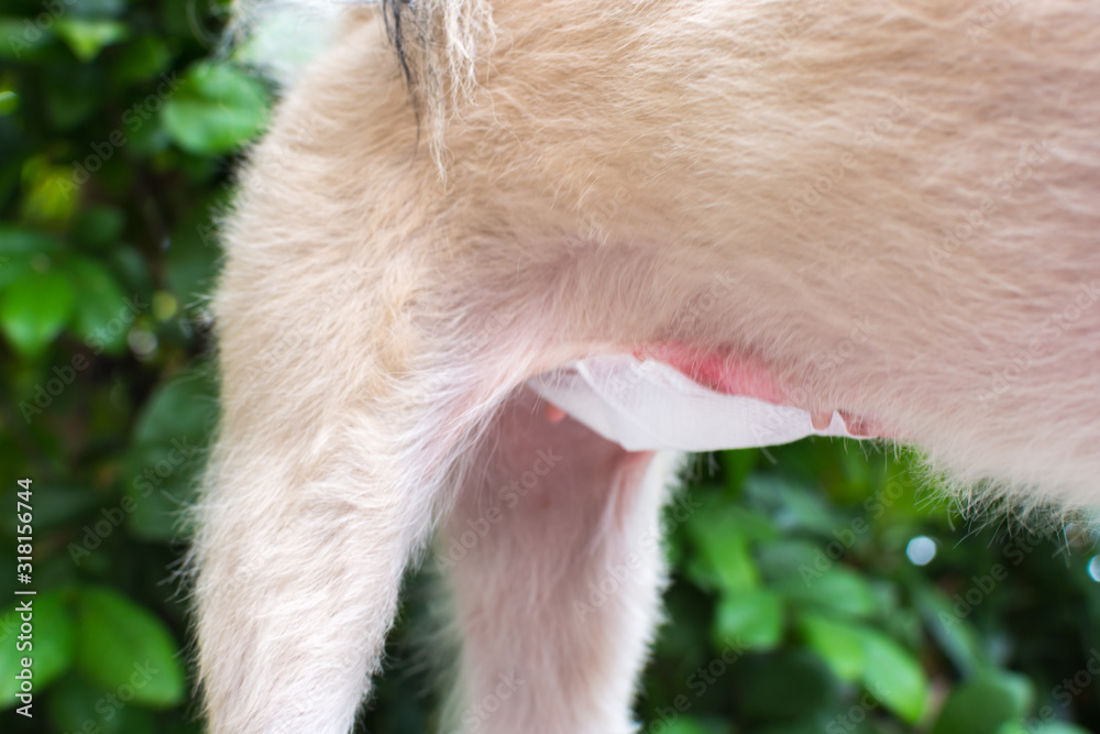 Dog abdomen surgery bandage in veterinary clinic Dog abdomen surgery bandage in veterinary clinic