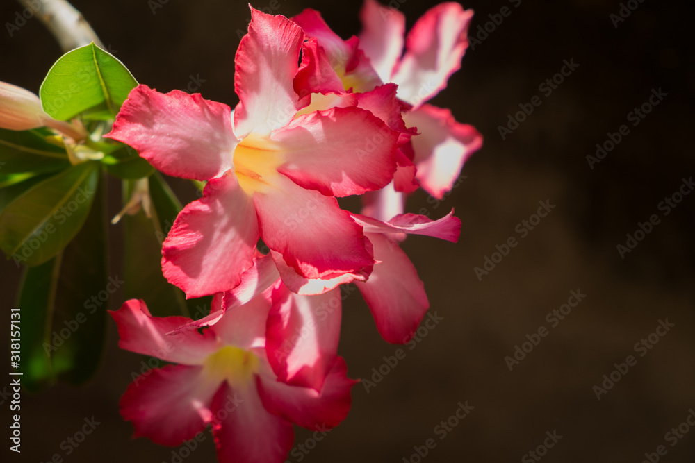 Obraz premium Fresh blooming pink Adenium Obesum flowers branch against dark background in garden. Spring summer blossom season in Bangkok, Thailand.