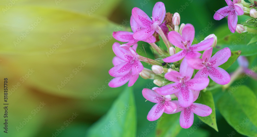 Macro close up of small pink flowers Ruspolia hypocrateriformis, Pink ruspolia, Prickly bush or Ruddy rose. Concept of beautiful nature flower winter background. Macro close up of small pink flowers Ruspolia hypocrateriformis, Pink ruspolia, Prickly bush or Ruddy rose. Concept of beautiful nature flower winter background.