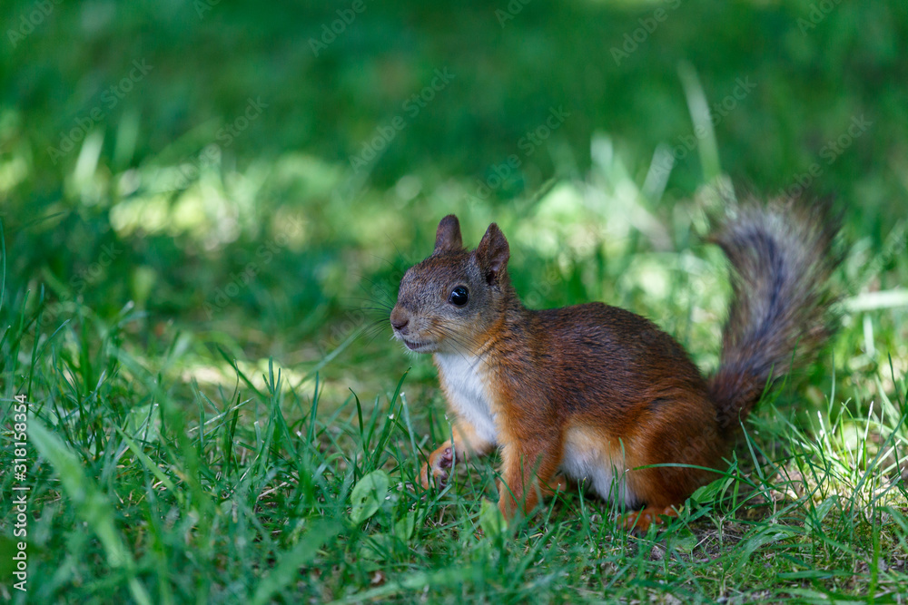 Funny squirrel in the park of Petergof town, Russia Funny squirrel in the park of Petergof town, Russia