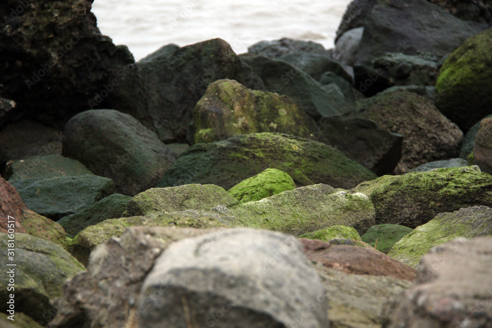 wet stones in green algae